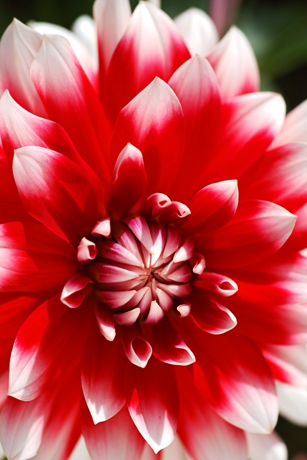 Red Dahlia Love by Joy Watson